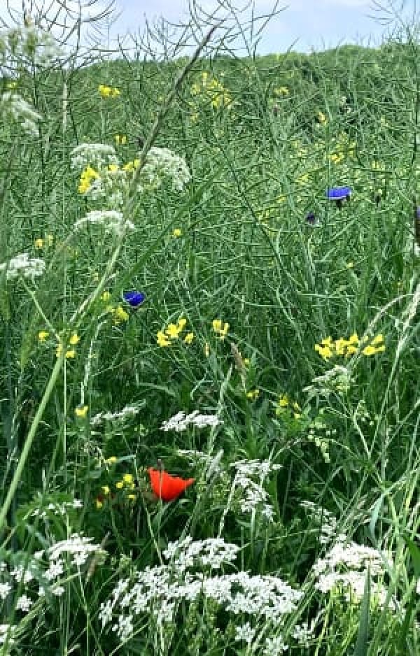 Im Vordergrund weiße Scharfsgabe darüber eine rote Mohnblüte umgeben von gelben Raps und dahinter blauen Kornblumen eingebettet in Grüne Grasstengel. Ein Feldrand.