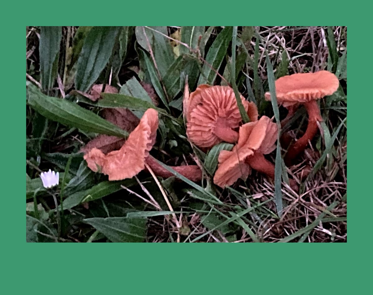 Spinnweb und Pilze